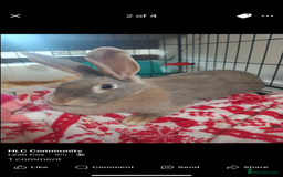 Dutch rabbits for sale: Female duch Rex  - Image 4