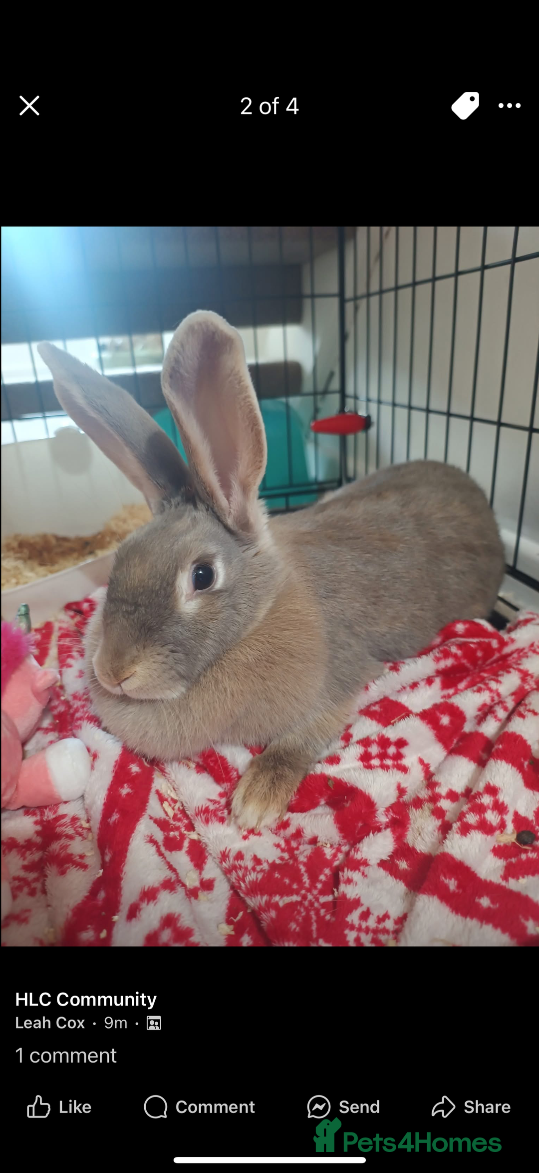 Dutch rabbits for sale: Female duch Rex  - Image 4