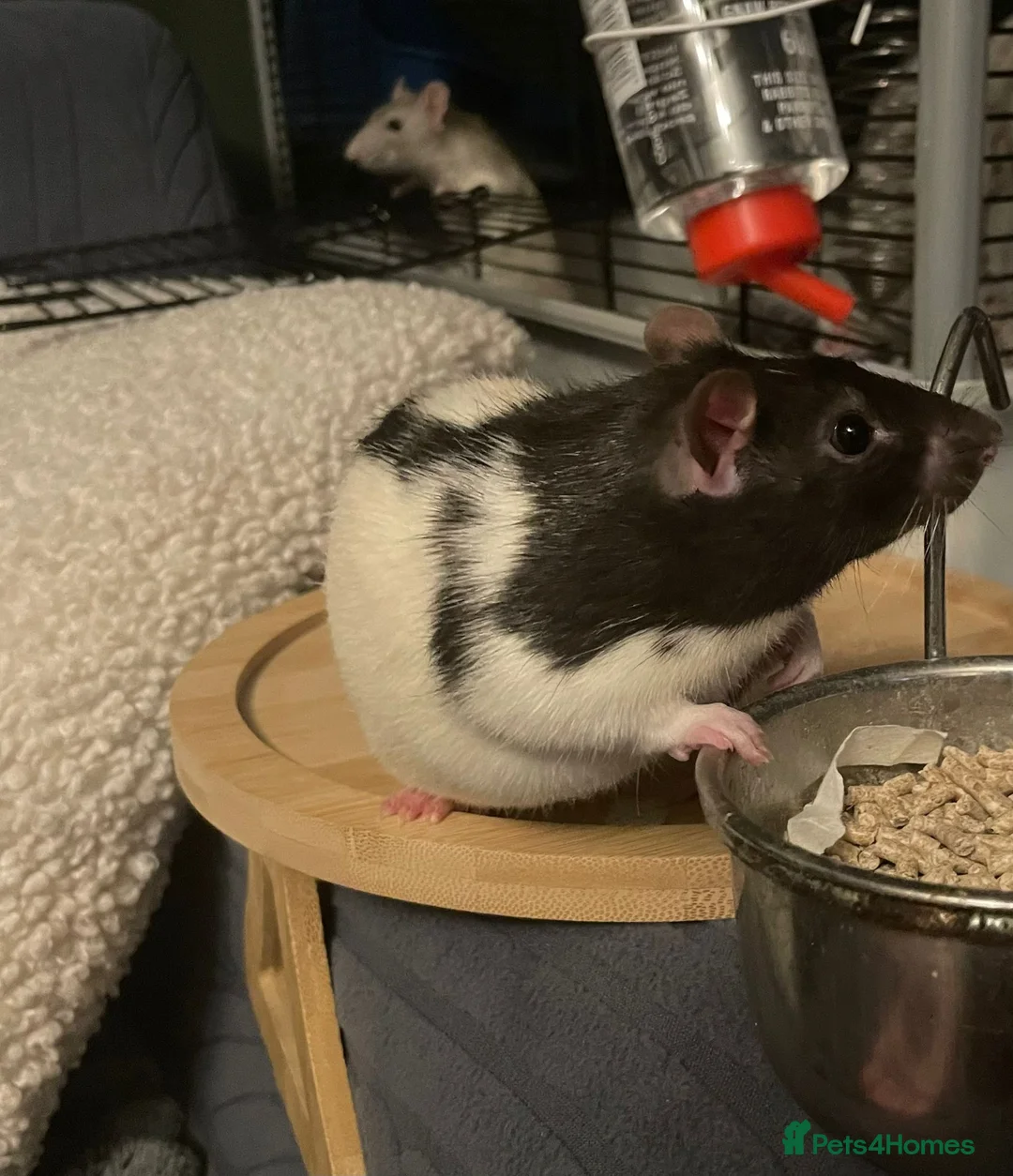 Rat rodents for sale: 2 beautiful male rats in Sale - Advert 1