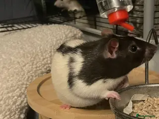 Rat rodents 2 beautiful male rats - Advert 2