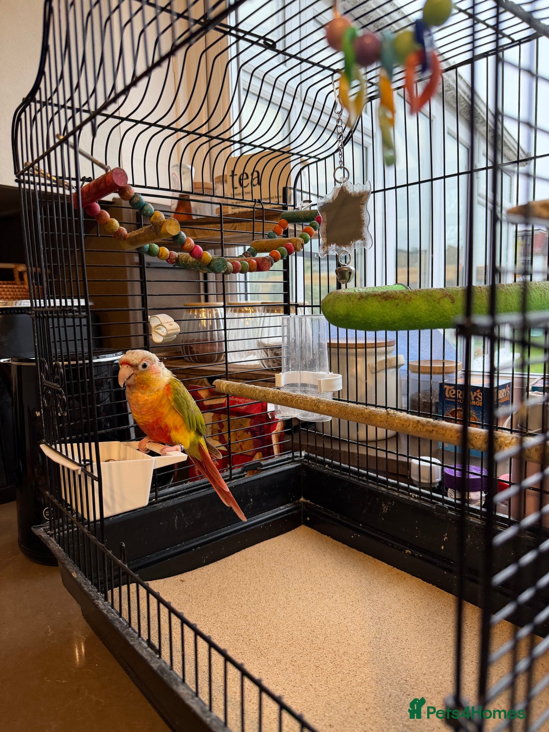 Conures birds for sale: Pineapple Conure Hand reared and tame  - Advert 5