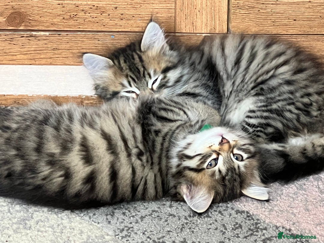 Siberian cats for sale: 🤎💚Gorgeous Traditional Siberian Babies💚🤎 - Image 4