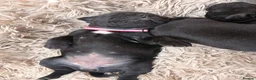 Staffordshire Bull Terrier dogs for sale: READY NOW Staffordshire bullterrier puppies - Advert 21