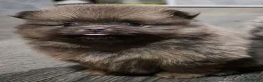 Lilac sable