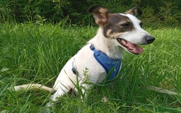 Mixed Breed dogs for adoption: ❤️ Alma – a 1.5-year-old lower-medium girl❤️ - Advert 9