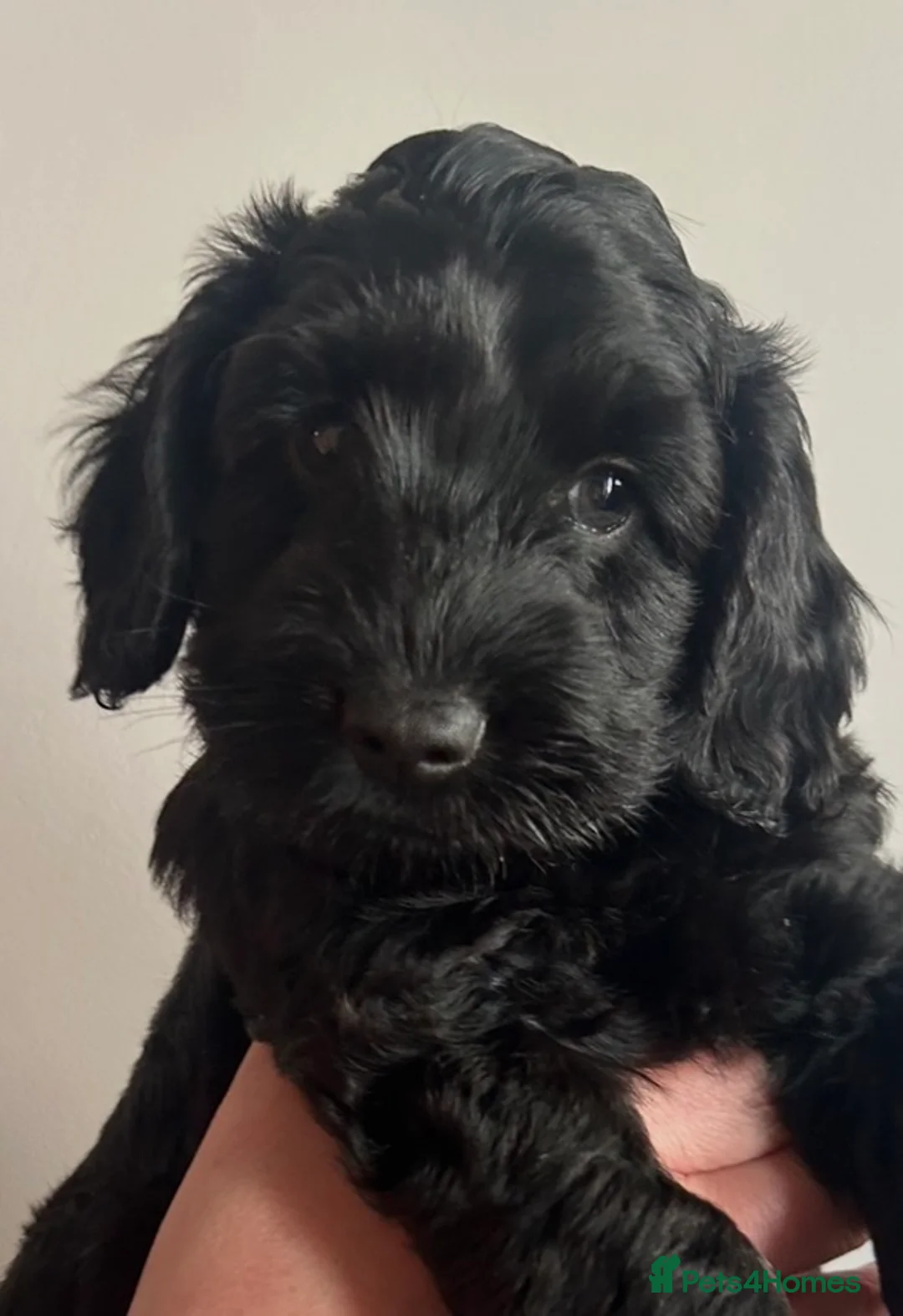 Cockapoo dogs for sale: Cockapoos - all reserved  - Advert 2