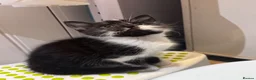 Mixed Breed cats for sale: Beautiful kittens looking new home 🩷❤️🧡 - Advert 12