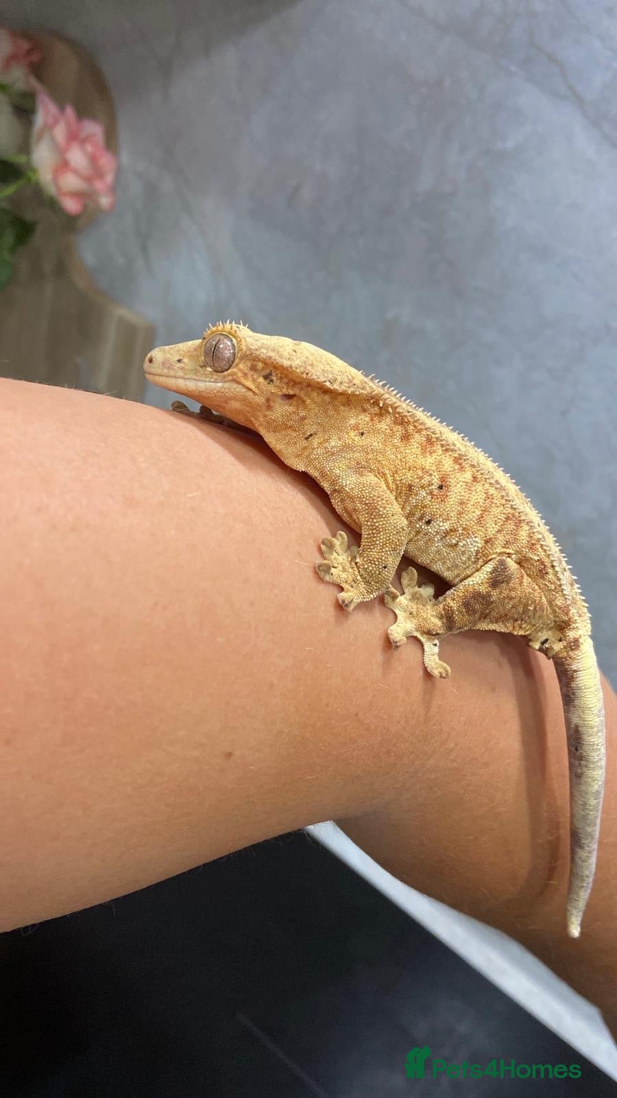 Gecko reptiles Crested gecko with set up - Advert 1