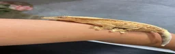 Gecko reptiles for sale: Crested gecko with set up - Advert 1
