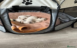 Siamese cats for sale: 3 siamese/ragdoll male kittens - Image 11