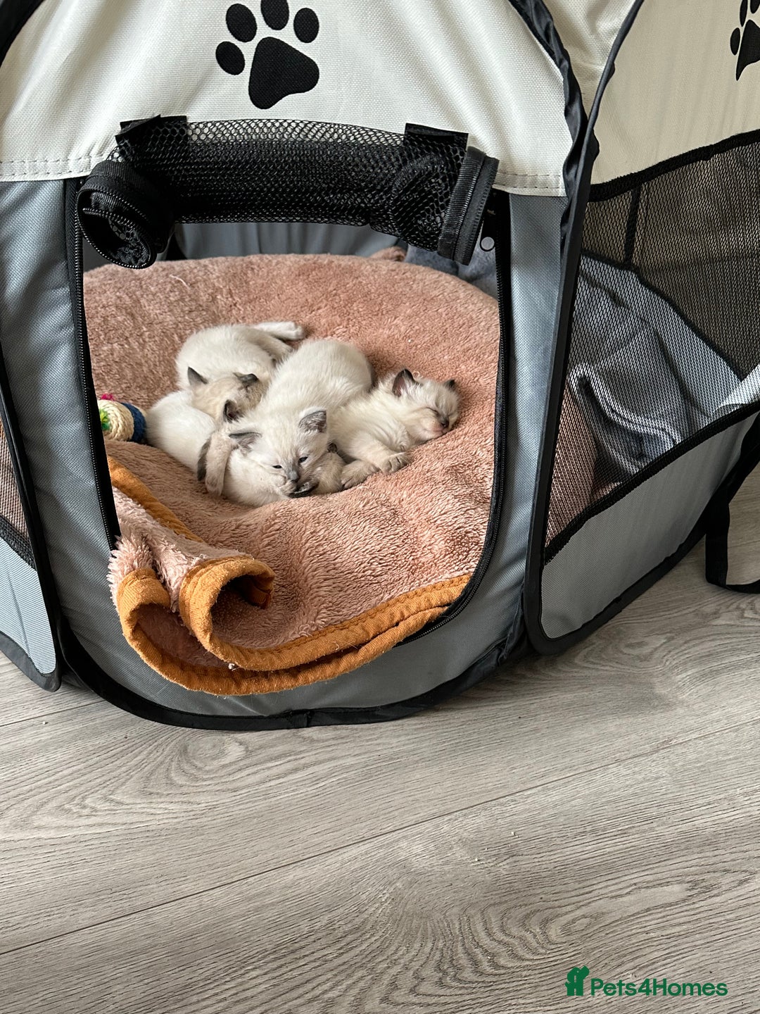 Siamese cats for sale: 3 siamese/ragdoll male kittens - Image 11