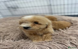 Maltipoo dogs for sale: 5⭐️ Licensed breeder. Tiny maltipoo puppies - Image 6