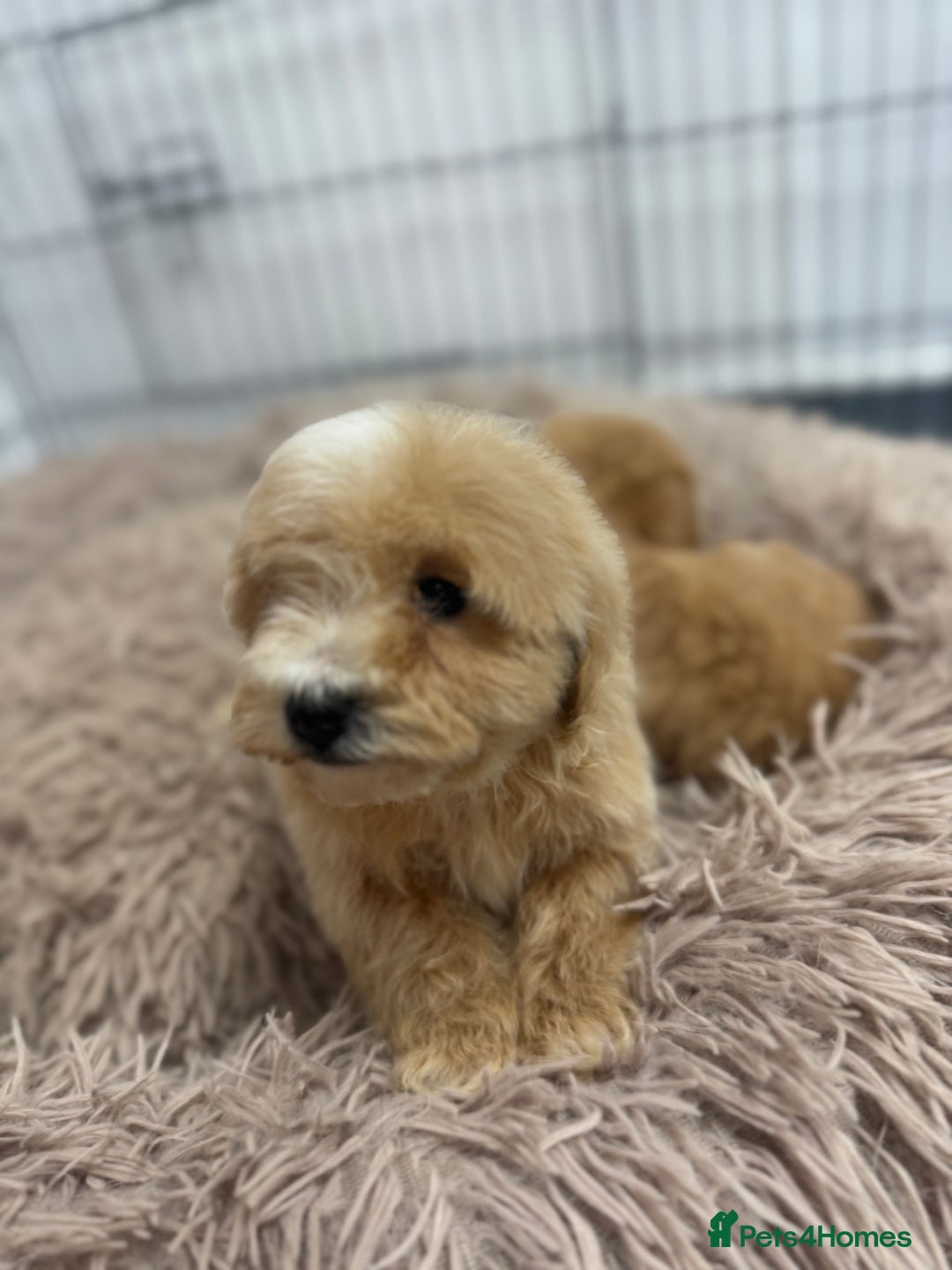 Maltipoo dogs for sale: 5⭐️ Licensed breeder. Tiny maltipoo puppies - Image 6