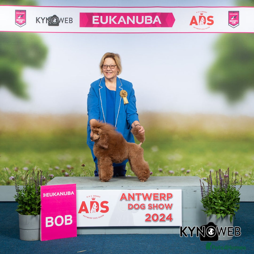 Miniature Poodle dogs for sale: Exquisite, DNA clear, puppies,  Slaves wanted! - Image 14