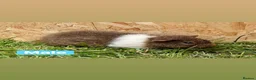 Guinea Pig rodents for sale: Female and male guinea pigs  - Advert 6