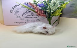 Hamster rodents for sale: Tame Syrian hamsters  - Image 2