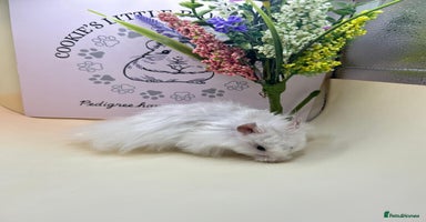 Hamster rodents - Advert 4