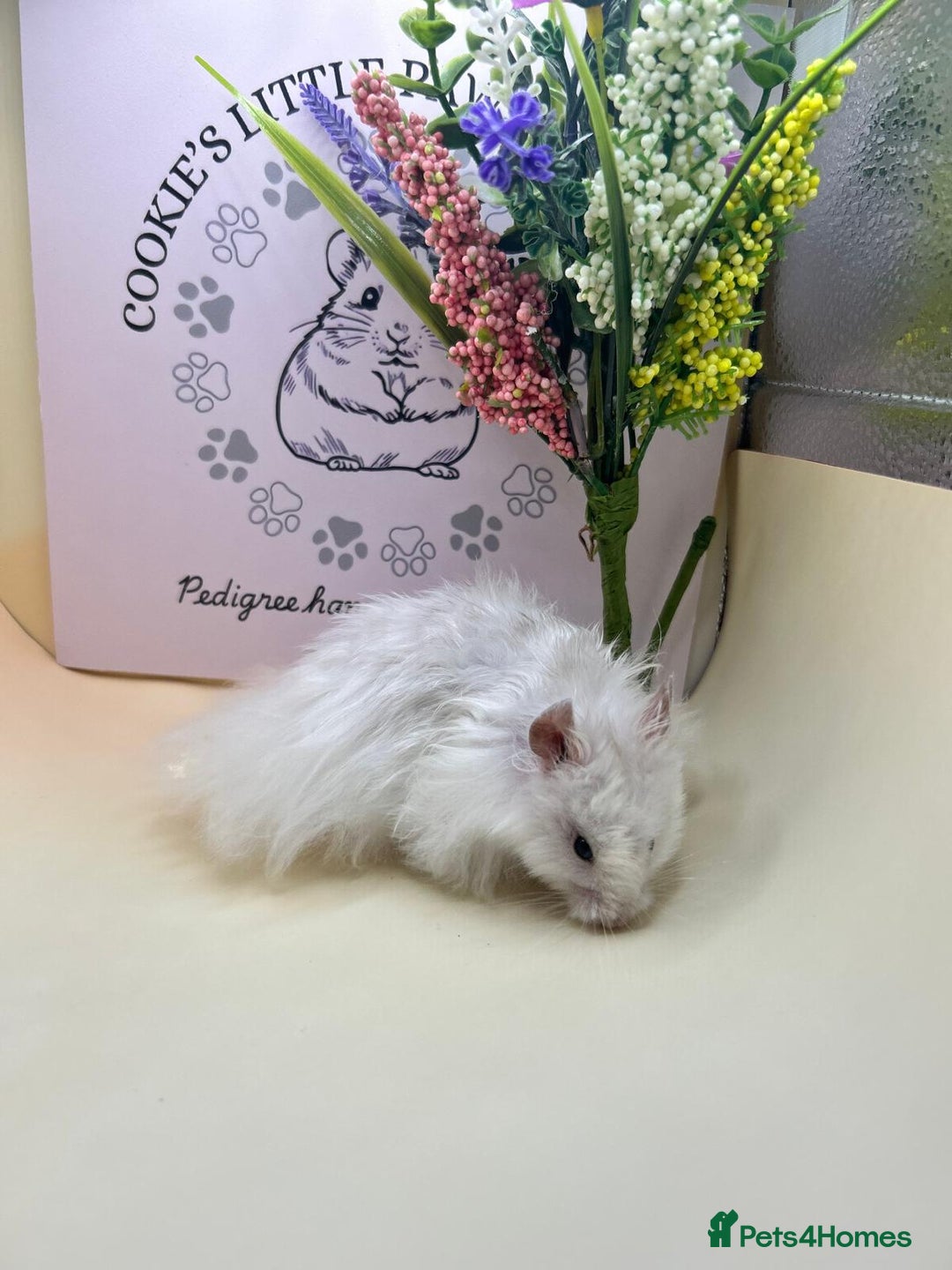 Hamster rodents for sale: Tame Syrian hamsters  - Image 2