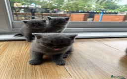 British Shorthair cats for sale: Three British Shorthair Kittens Available Now - Image 2