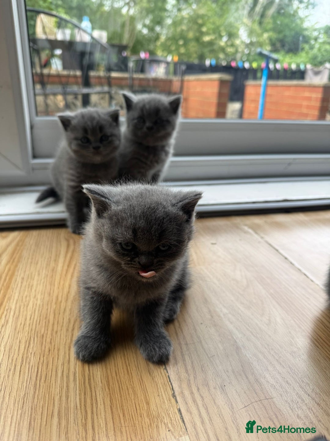 British Shorthair cats for sale: Three British Shorthair Kittens Available Now - Image 2