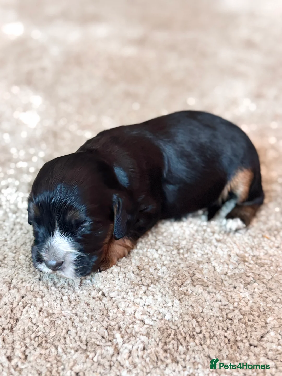 Cocker Spaniel dogs for sale: Cocker spaniel puppies - Advert 2