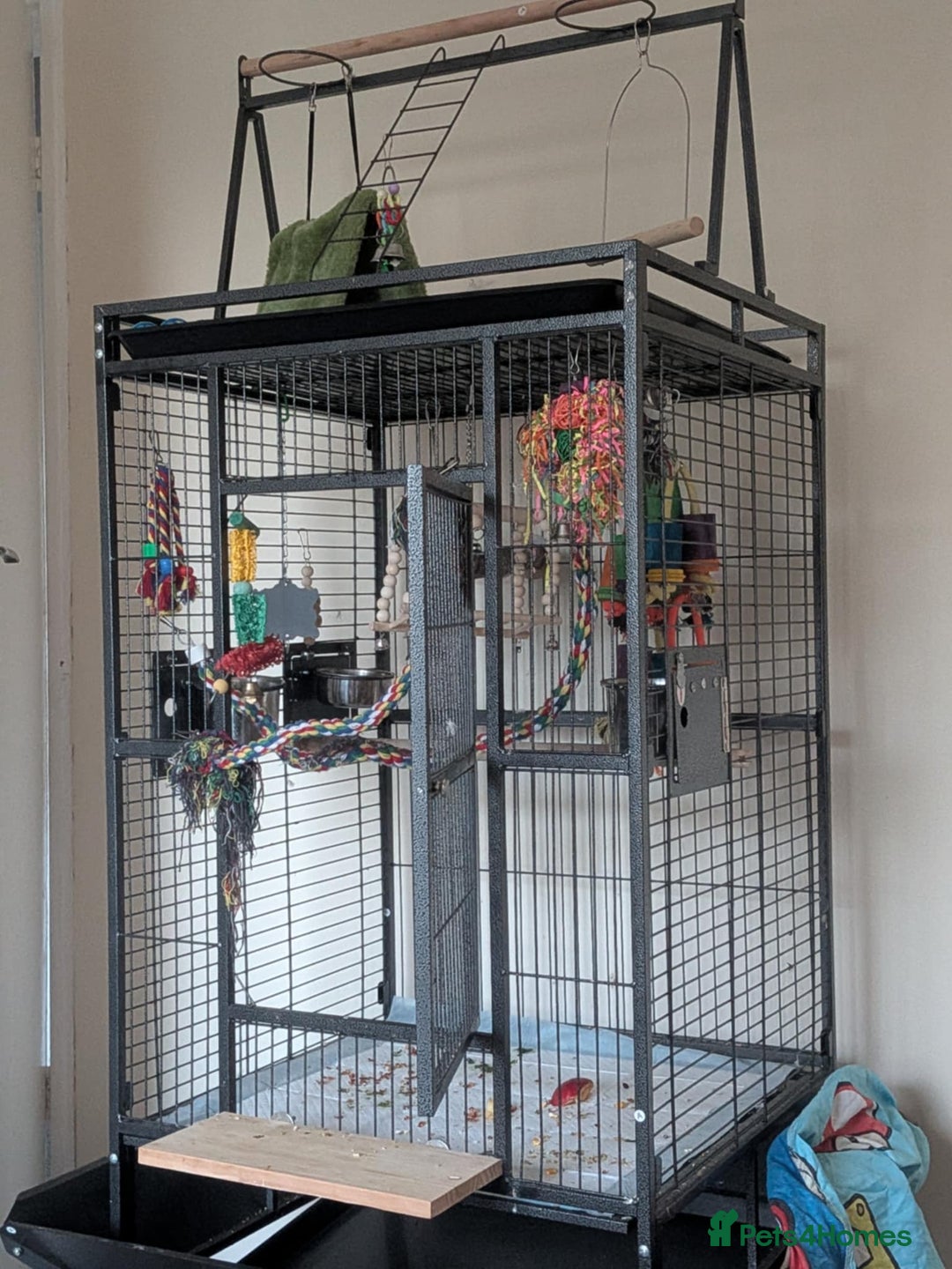 Ringnecks birds for sale: female 1 year old indian ringneck with cage - Advert 1