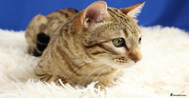Bengal cats - Advert 2