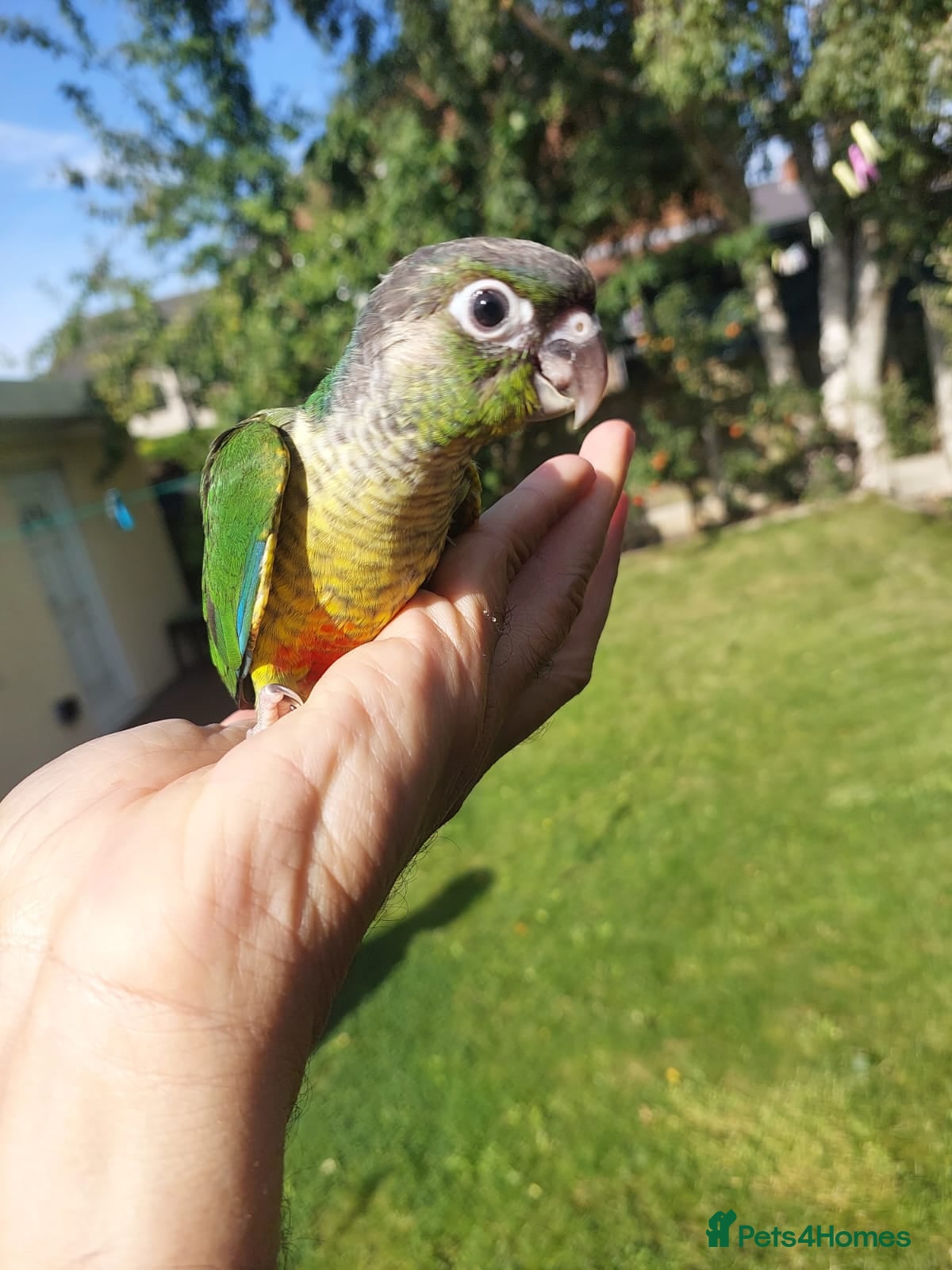 Conures birds Hand reared super tame conure  - Advert 17