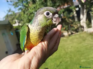 Conures birds Hand reared super tame conure - Advert 17