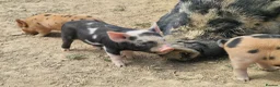 Pig livestock for sale: Piglets - Advert 9