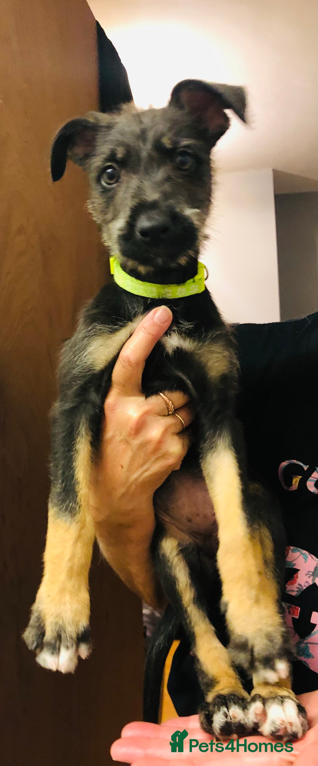 Mixed Breed dogs for sale: Stunning Wheaton bull cross girls - Image 10
