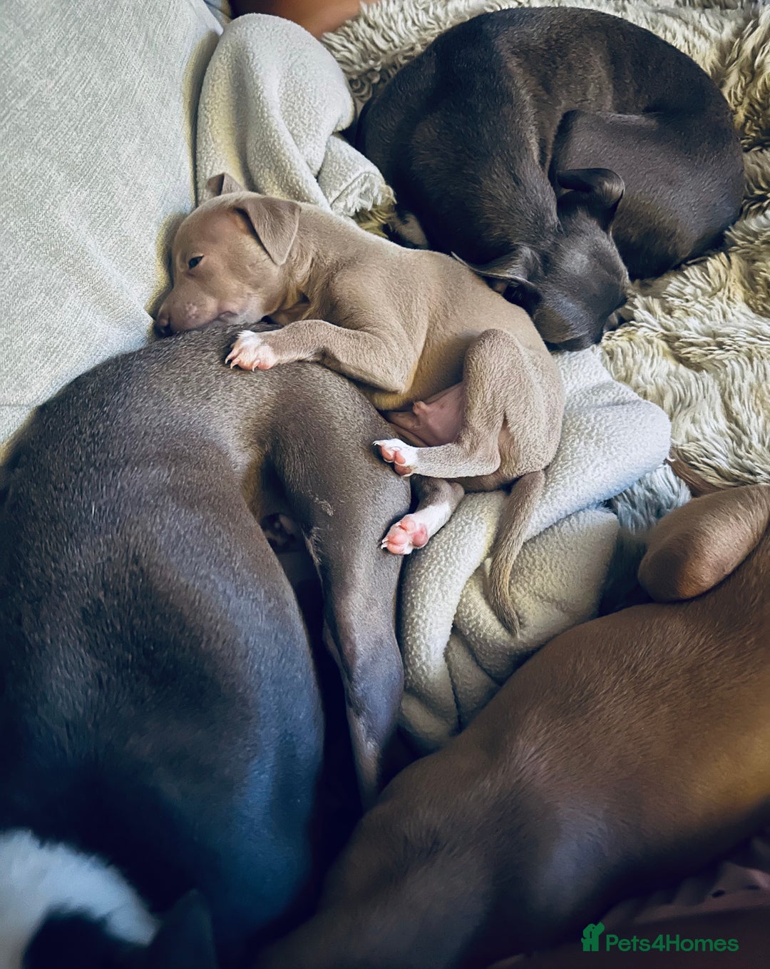 Italian Greyhound dogs for sale: 1 KC reg boy available  - Image 5