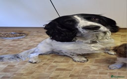 English Springer Spaniel dogs for stud: Beautiful Proven Springer Spaniel for stud. in Abertillery - Image 2