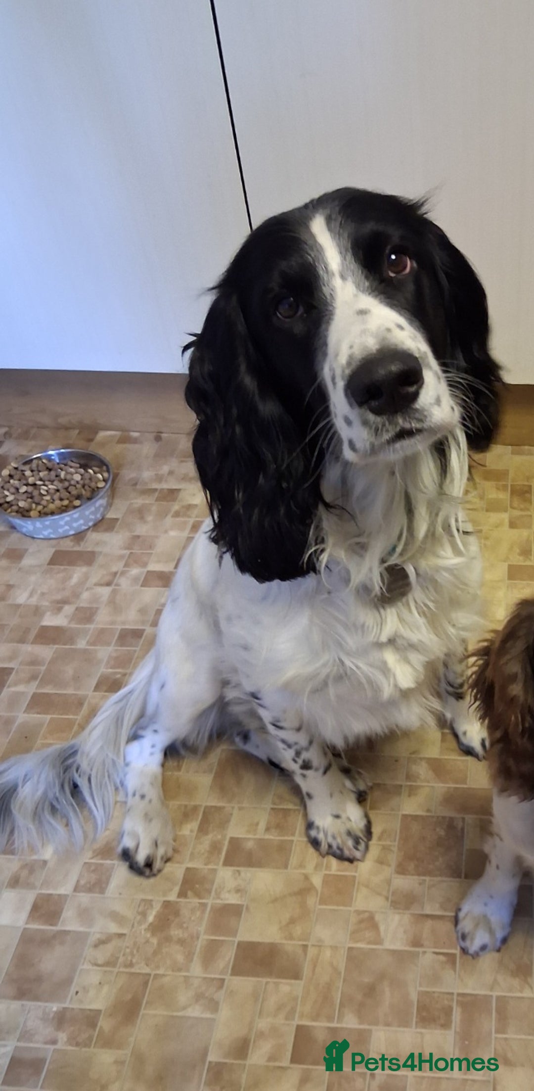 English Springer Spaniel dogs for stud: Beautiful Proven Springer Spaniel for stud. in Abertillery - Image 2