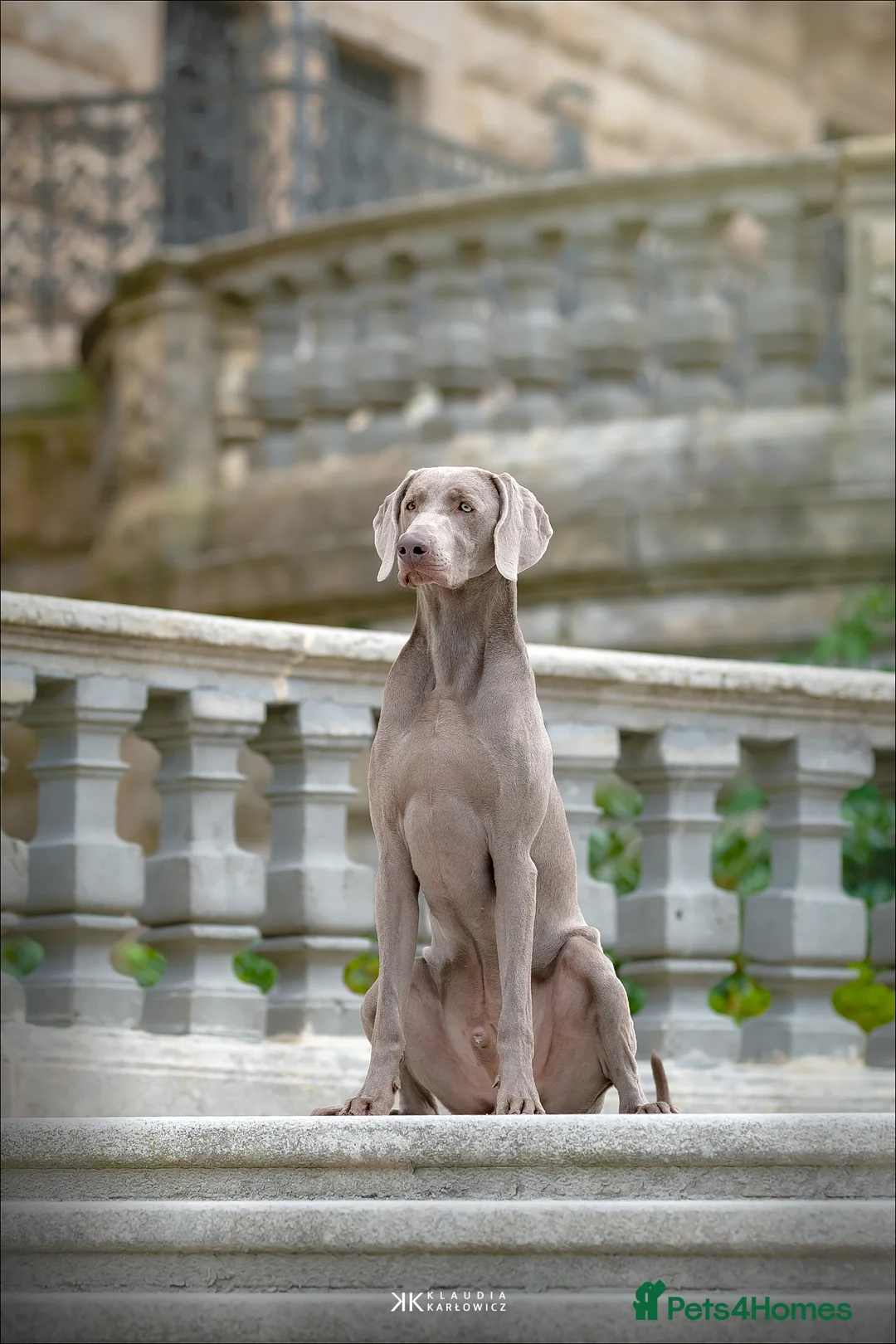 Weimaraner dogs for stud: Braveheart Duma Kazana PROVEN STUD DOG   in Edinburgh - Advert 4