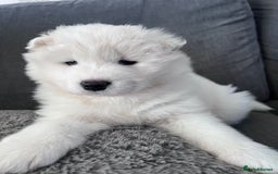 Samoyed dogs for sale: Samoyed puppies - gorgeous white bundle of joy! - Advert 10
