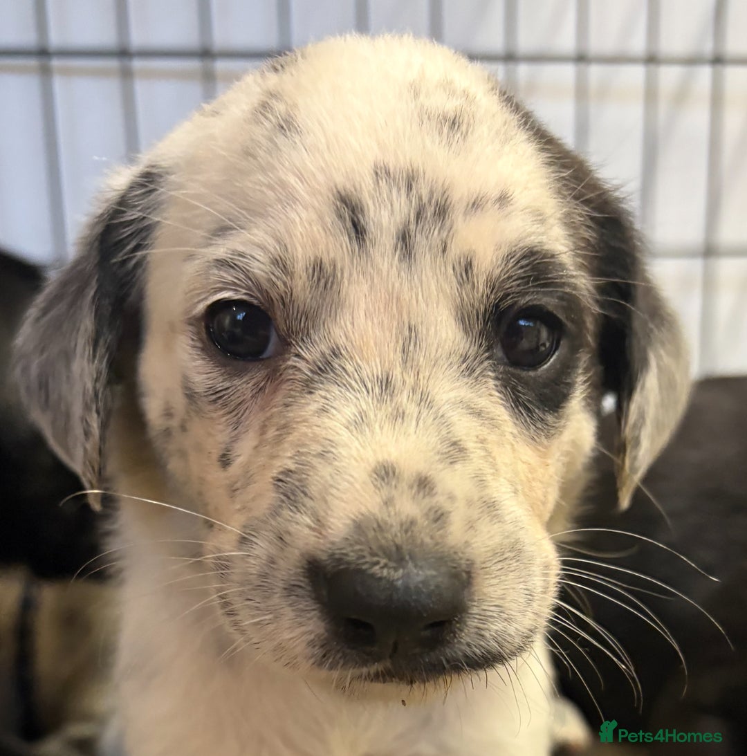 Mixed Breed dogs for sale: Pyrematian puppies - Advert 13