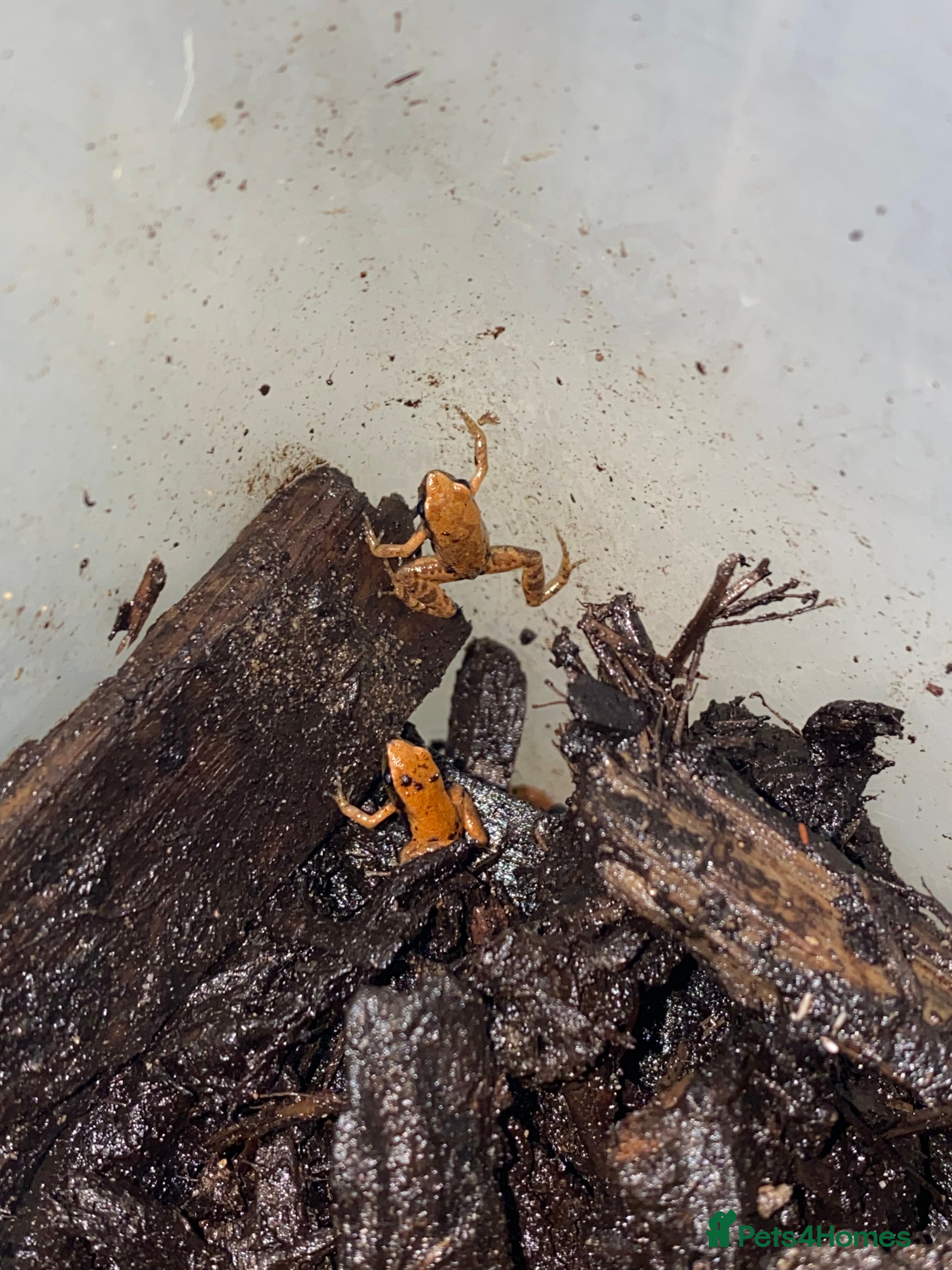 Frog reptiles UK Captive bred Mantella aurantiaca - Advert 3