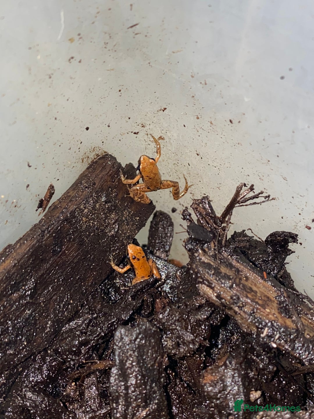 Frog reptiles for sale: UK Captive bred Mantella aurantiaca - Advert 1