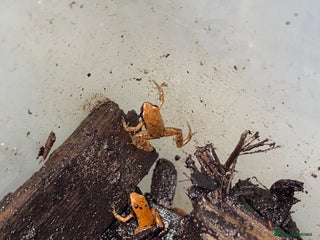 Frog reptiles UK Captive bred Mantella aurantiaca - Advert 1