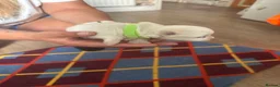 Maltese dogs for sale: Maltese puppies  - Advert 2