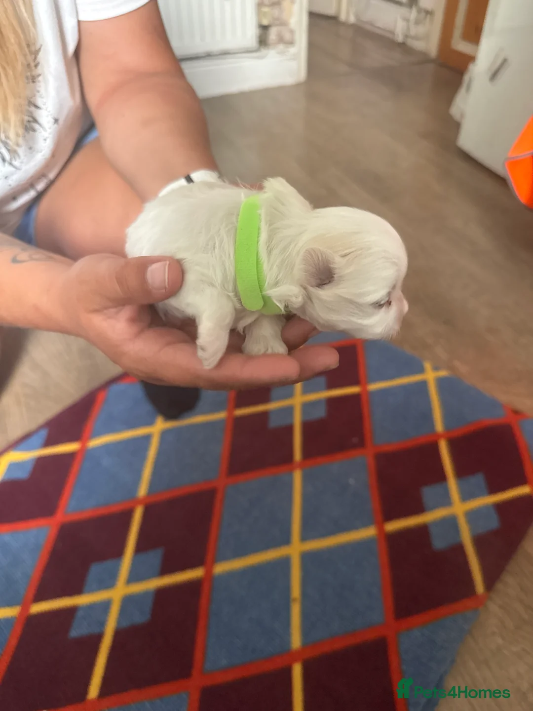Maltese dogs for sale: Maltese puppies  - Advert 2