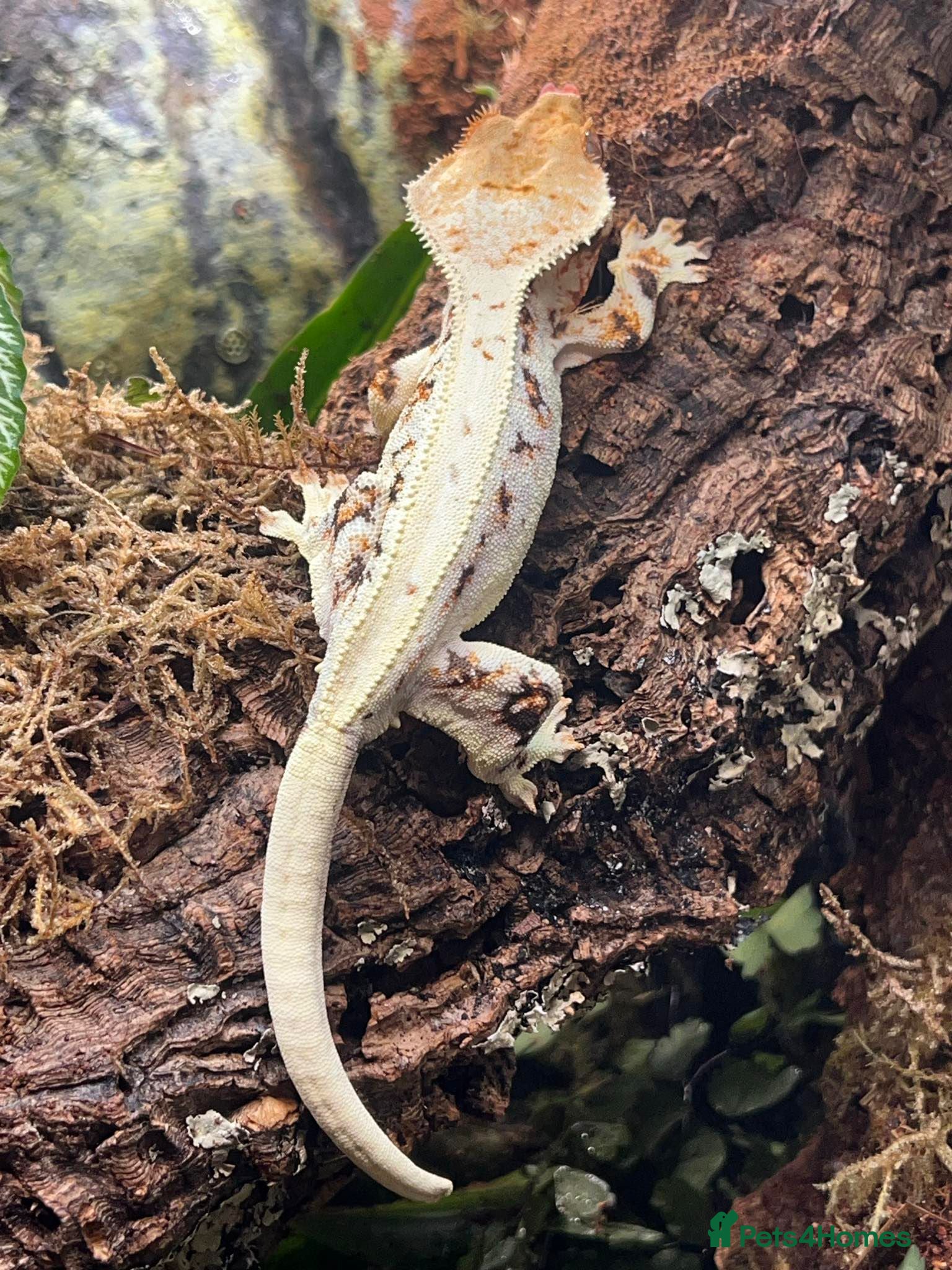 Gecko reptiles Crested gecko  - Advert 1