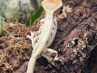 Gecko reptiles Crested gecko - Advert 1