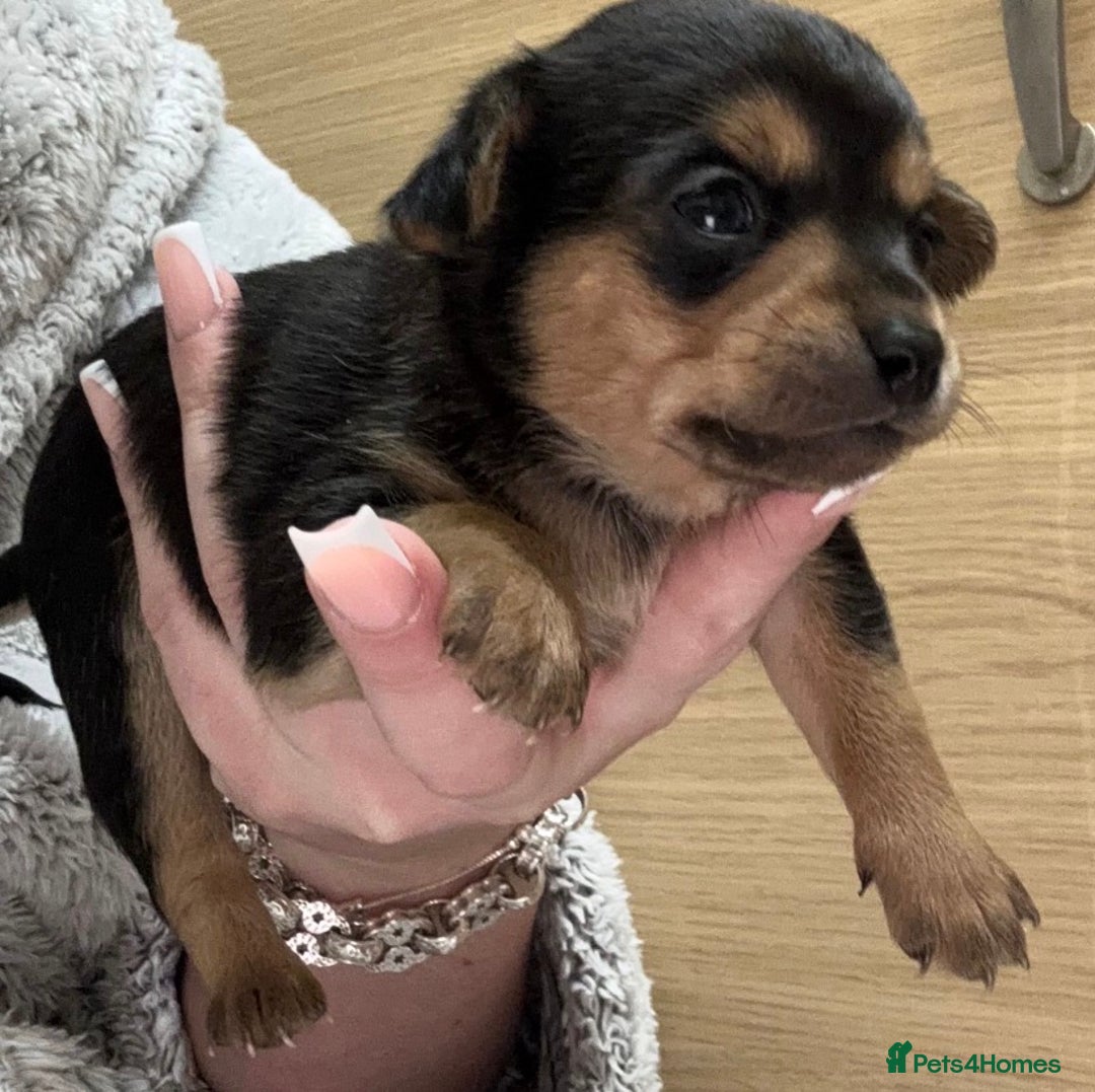 Chihuahua dogs for sale: 2 dark choc and tan male chihuahuas available  - Advert 7