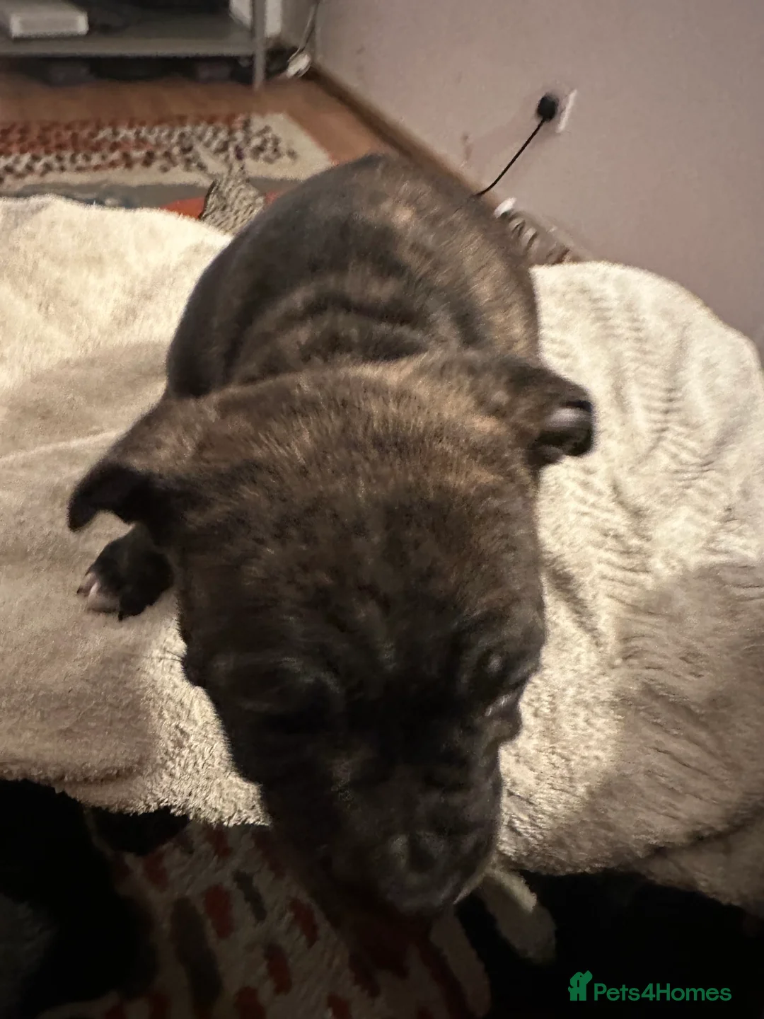 Mixed Breed dogs for sale: Beautiful staffy puppies looking for forever home  - Advert 36
