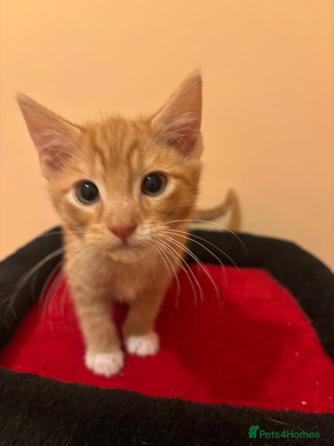 Mixed Breed cats for sale: Gorgeous Kittens Ready For A New Home!  - Advert 6