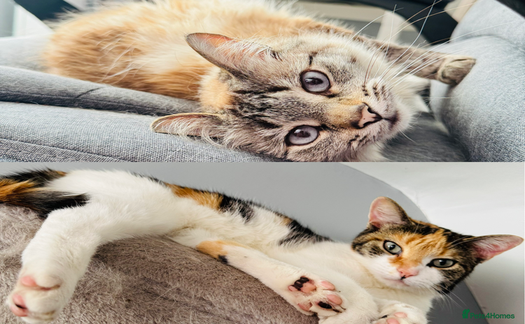 Mixed Breed cats - Advert 3