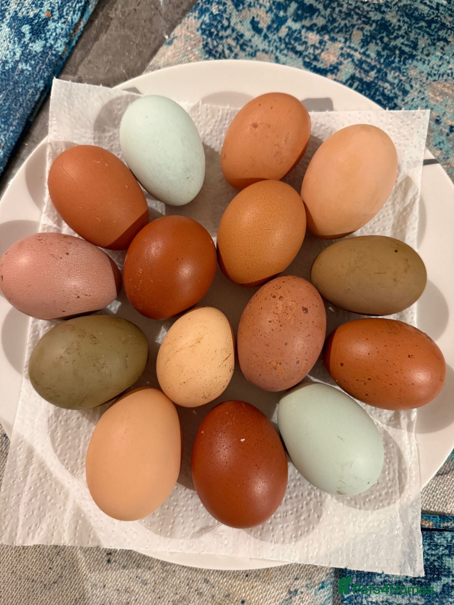 Chickens poultry Chicken Setup for Sale - Rainbow Egg Leyers - Advert 1