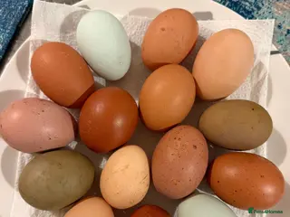 Chickens poultry Chicken Setup for Sale - Rainbow Egg Leyers - Advert 14